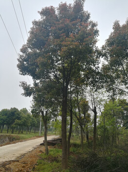 紅東園林供應(yīng)原生香樟全冠,胸徑13公分香樟
