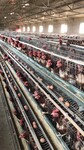 石家庄工厂生产保定阜平的扶贫养殖肉鸡项目用的肉鸡笼