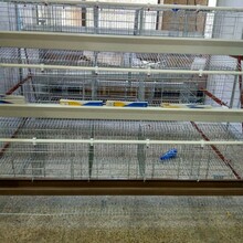 不生锈笼具3层鸡笼蛋鸡鸡笼设备镀锌鸡笼鸡笼批发