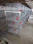 石家庄工厂生产肉鸡笼不锈钢肉鸡笼包含风机水帘通风系统