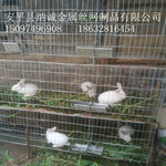 养殖三层兔子笼子养殖仔母兔笼商品兔笼批发零售