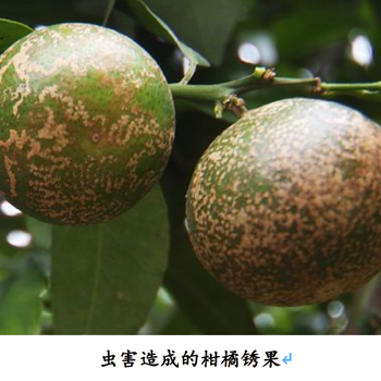柑橘銹果病防治措施