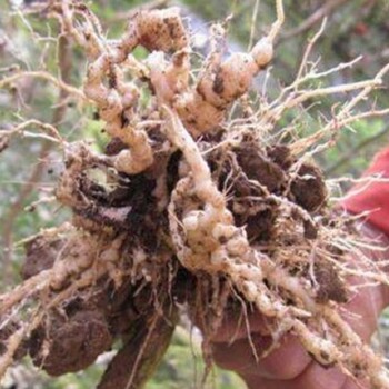番茄根結(jié)線蟲如何治療