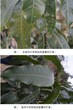 芒果细菌性角斑病效果对比图片