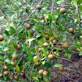 茶籽油传承古老工艺物理压榨斋公山茶油