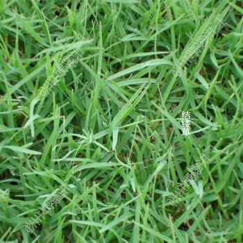 東莞綠態(tài)大量銷售銀合歡種子