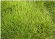 绿化草种高羊茅的介绍及种植-东莞绿野生态科科技有限公司