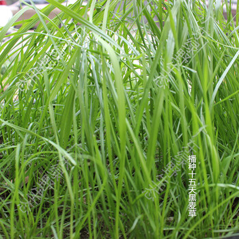黑麥草-東莞綠態(tài)科技有限公司