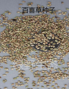 綠化草種寬葉草如何種植-東莞綠態(tài)科技有限公司
