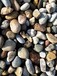 誠鑫廠家供應園林裝飾鵝卵石天然河鵝卵石天然彩色鵝卵石處理墊層鵝卵石