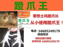 快速长羽毛。催肥，长脚蹬子，长大冠头，省料图片0