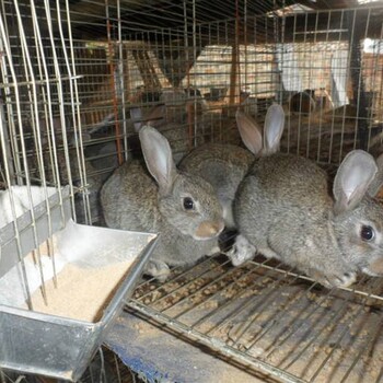 影响种兔繁殖的因素提高使用年限