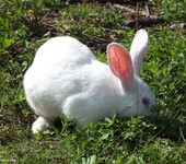 獭兔的繁殖与季节之间的关系