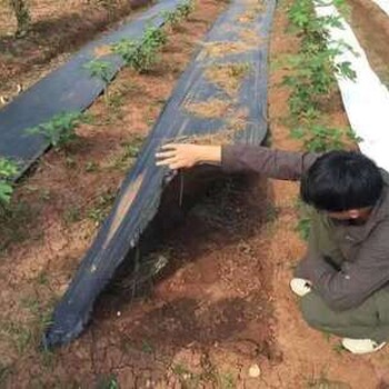 黑色無紡布防草布果園農(nóng)業(yè)除草布透氣園藝地布防草