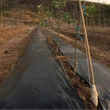 果園pp防草布菜地除草布園藝地布編織抑草布可定制
