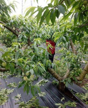 黑色PP除草布編織布果園農(nóng)用耐老化防草布廠家批發(fā)