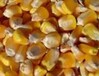 四川酿酒公司大量求购·玉米·小麦·高价现款