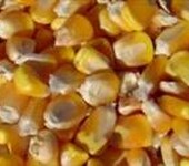 四川酿酒公司急需求购高粱小麦玉米