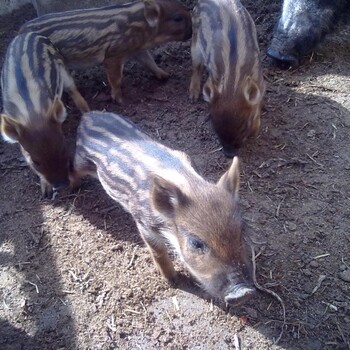 野猪苗多少钱一只野猪的养殖前景野猪的价格
