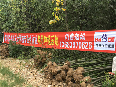 新闻供应马鞍山刚竹发货