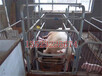 北京母猪产床漏粪板施工方案说明广西新闻网