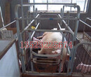 北京母猪产床漏粪板施工方案说明广西新闻网图片