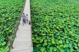 孟津银滩荷花节门票预订