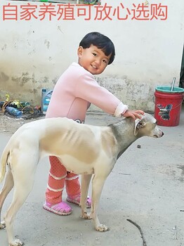 格力犬灵缇惠比特犬幼犬猎兔犬活体幼犬格慧犬细狗成年犬黑白全活