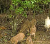 野猪苗多少钱一只养殖野猪