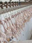 贵州鸡鸭屠宰设备家禽自动宰杀加工机械