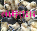 今日肉鸡苗价格最新行情-安徽十大禽业集团