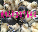 赤水鸟骨鸡苗-星杂288蛋鸡哪里有售