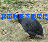 德宏鹅苗基地-云南省孵化鹅公司