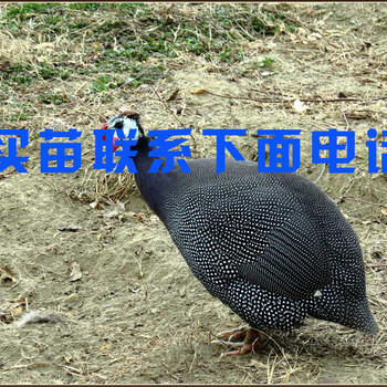 重庆巫山麻鸭苗-昆明活鸡批发市场