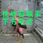 上海周边土鸡苗批1发市场地址-今日山东肉毛鸡的价格