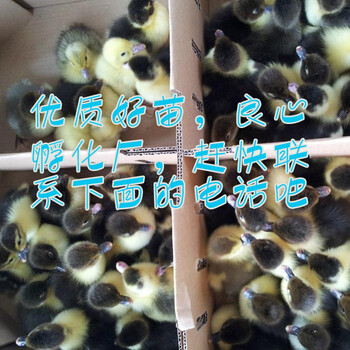 玉林鹅苗基地-洛阳现代禽业
