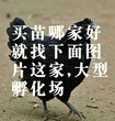 西藏日喀则旱鸭苗-养鸡赚钱吗