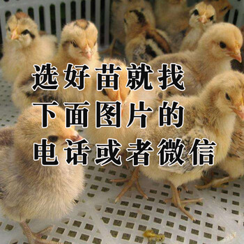 杭州土鸡苗孵化场-安徽土鸡养殖基地视频