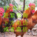 廣西梧州雞苗批發市場-養雞回收是真的嗎