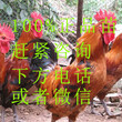 北京顺义桂柳鸭苗-今天肉鸡苗价格图片