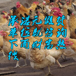 九江鹅苗基地-江苏大型家禽孵化基地
