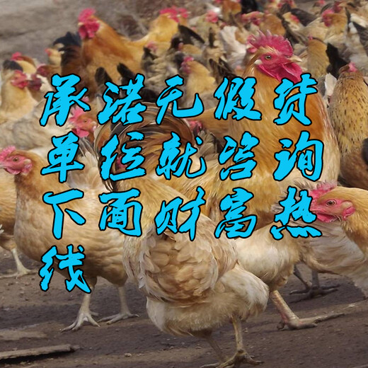 渝中鸭苗批发价格