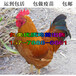 江苏无锡鸳鸯鸭苗-绿壳蛋鸡图片