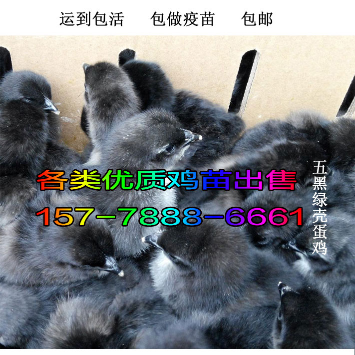 贵州哪里有收购鹅苗-湖北浠水养鸡苗场