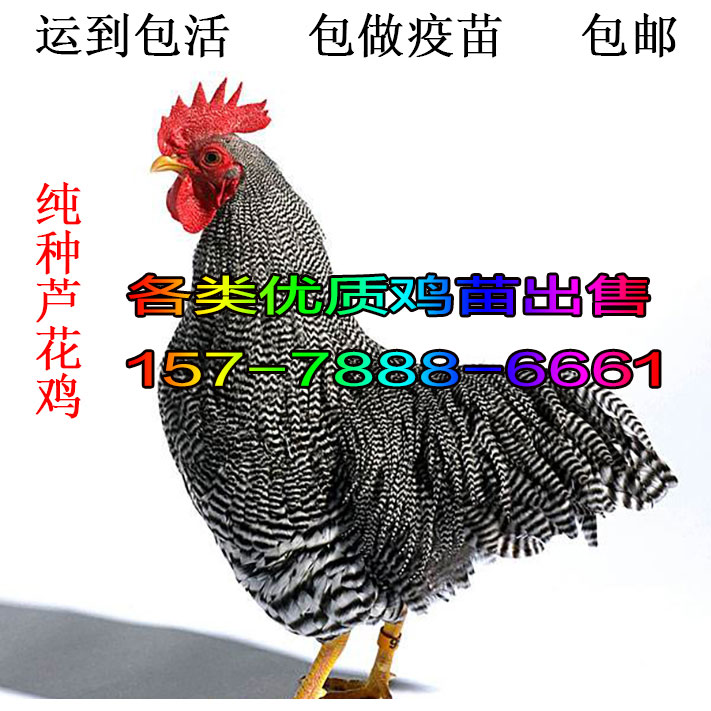 辽宁阜新扬州三朵花鹅苗-重庆土鸡苗批发市场