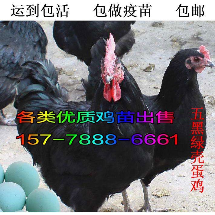 上海徐汇三黄鸡苗-贺州市有鸡苗孵化场吗?