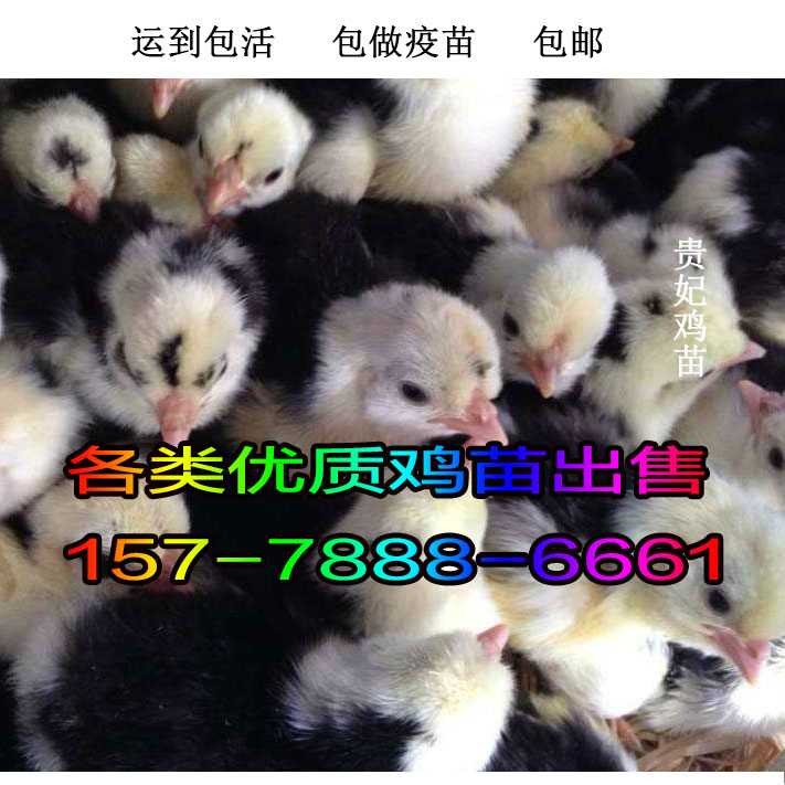 上海徐汇三黄鸡苗-贺州市有鸡苗孵化场吗?