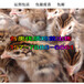 8月3号山东鸡苗价格-广州正规鸡苗厂家