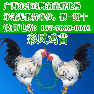 云南怒江孔雀苗价格-长沙七彩山鸡苗批1发