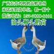 黑龙江鹅苗图片-海南鸡苗孵化器